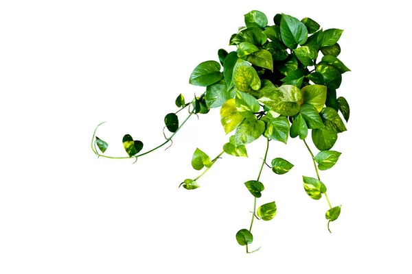 Coração Forma Epipremnum Aureum Folhas Verdes Pendurado Planta Arbusto Videira — Fotografia de Stock