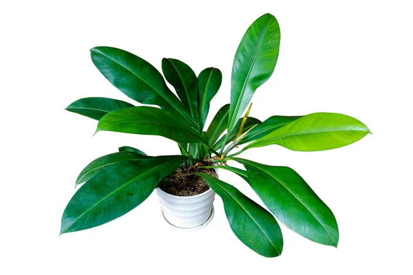 Philodendron Crassinervium koyu yeşil, beyaz arka planda izole edilmiş beyaz bir tencerede popüler tropikal yaprak bitkisinden ayrılır.