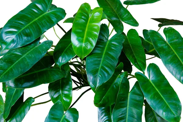 Folhas Verdes Forma Coração Brilhante Philodendron Burle Marx Planta Folhagem — Fotografia de Stock