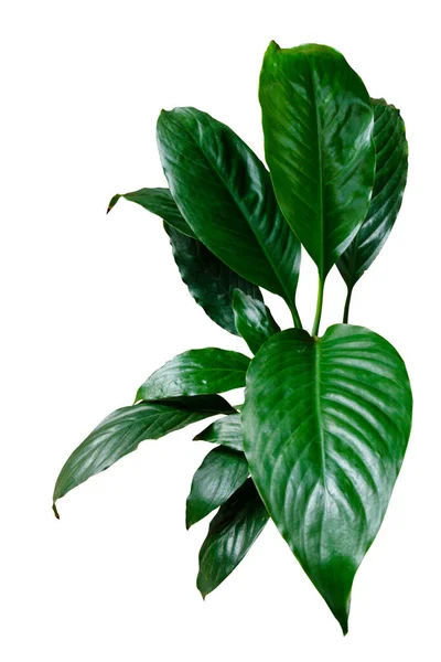 Темно Зелене Листя Лілії Миру Spathiphyllum Wallisei Тропічна Рослина Будинку — стокове фото