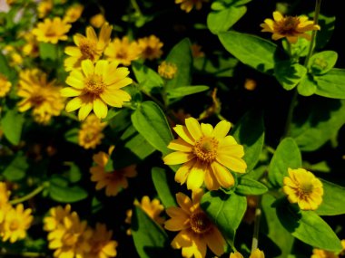 Sarı tereyağlı papatya çiçekleri (melampodyum divaricatum)