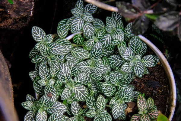 정원에있는 냄비에 피토니아 식물의 — 스톡 사진