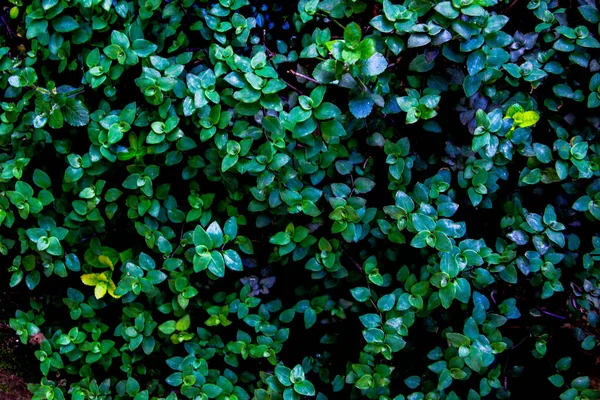 Темно Зеленые Листья Родного Растения Callisia Воссоздает Текстуру Вечнозеленых Виноградных — стоковое фото