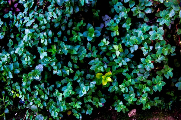 Feuilles Vert Foncé Brillant Plante Indigène Callisia Repens Turtle Vine — Photo