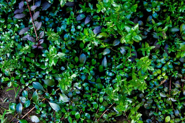 Glänsande Mörkgröna Blad Den Inhemska Växten Ludwigia Växt Ludwigia Repens — Stockfoto