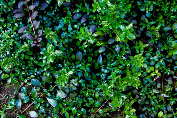 Shiny Dark green leaves of the native plant Ludwigia plant (ludwigia repens, glandulosa, arcuata) the popular aquatic plant evergreen vines texture
