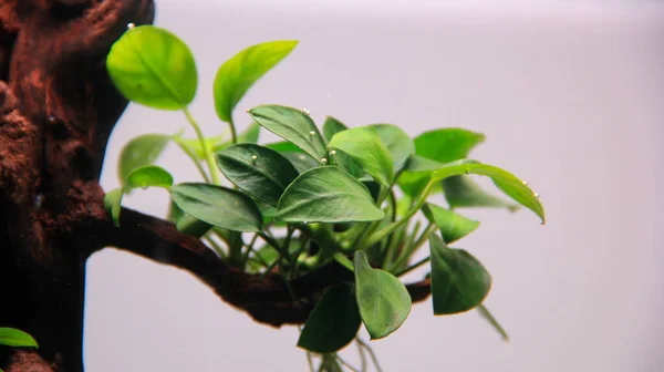 Крупным Планом Растение Зеленых Анубий Высвобождает Пузырьки Кислорода Листьях Аквариума — стоковое фото