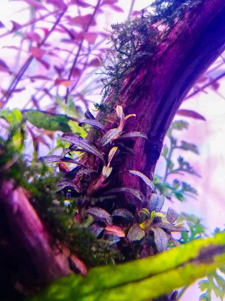 Fényes Bucephalandra Mini Brownie Akváriumban — Stock Fotó