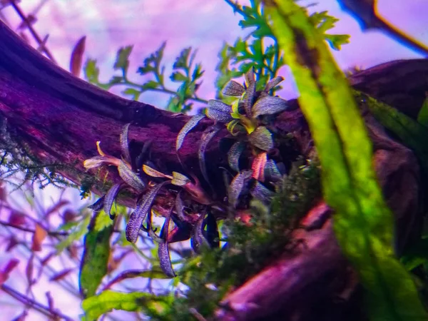 Csodálatos Sötét Levél Vízi Bucephalandra Növény Egy Akváriumban — Stock Fotó