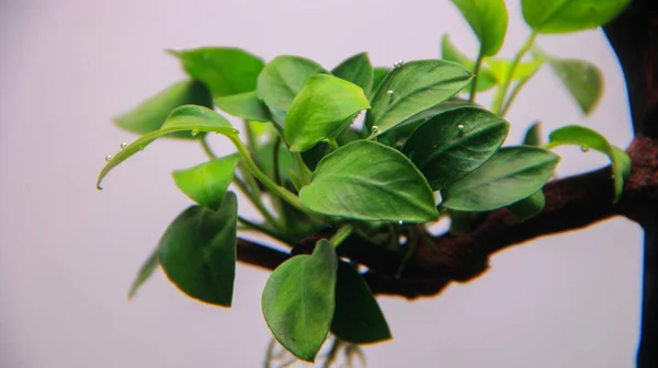Anubias Növényi Buborékok Levelek Akváriumban Vízi Növények — Stock Fotó