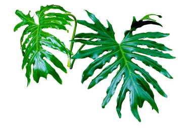 Taze yapraklı Philodendron selloum ya da canavar tropikal yaprak yağmur ormanları kesme yolu ile beyaz zemin üzerinde izole