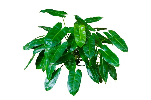 Philodendron Burle Marx Verde Deixa Planta Folhagem Tropical Isolada Fundo — Fotografia de Stock