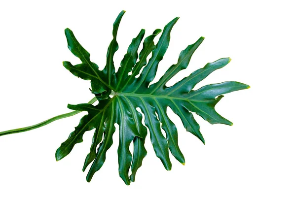 Folha Única Philodendron Selloum Monstera Planta Doméstica Verde Escuro Folha — Fotografia de Stock