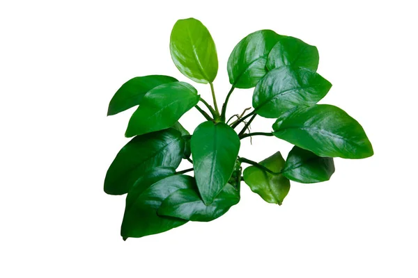 Folhas Verdes Anubias Nana Golden Popular Planta Aquática Isolada Fundo — Fotografia de Stock