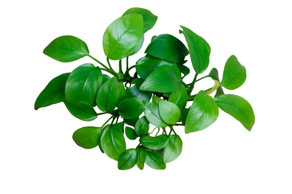 Folhas Verdes Exóticas Anubias Nana Golden Clump Aquário Planta Isolada — Fotografia de Stock