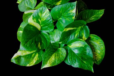 Yakın plan Altın Pothos veya Epipremnum aureum kalp şekilli yapraklar siyah arkaplanda kırpma yolu ile izole