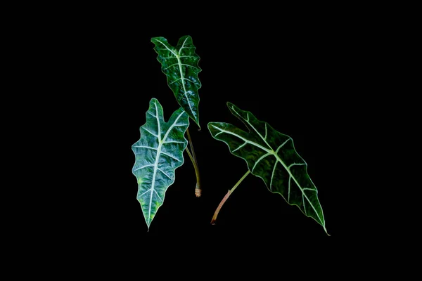 Tummanvihreä Lehtien Alocasia Amazonica Sanderiana Alocasia Polly Huonekasvien Rakenne Lehtiä — kuvapankkivalokuva
