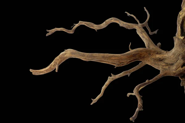 Siyah arkaplanda izole edilmiş güzel bir desen kökü ve figürle sürüklenen tahta parçası, kırpma yolu dahil