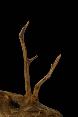 Kaydırma yolu ile siyah arkaplan üzerinde izole edilmiş ağaç dalının kökü