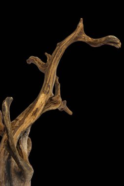Süsleme için sürüklenen ağaç kökü kırpma yolu ile izole edilmiş siyah arkaplan