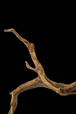 Kırpma yolu ile siyah arkaplanda izole edilmiş eğri dallar