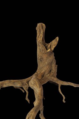 Siyah arkaplanda izole edilmiş eğri ağaç, kırpma yolu içerir