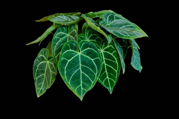 Anthurium Clarinervium Plant Exotic Heart Leaves Decoration Houseplant Isolated Black — Stock Photo, Image