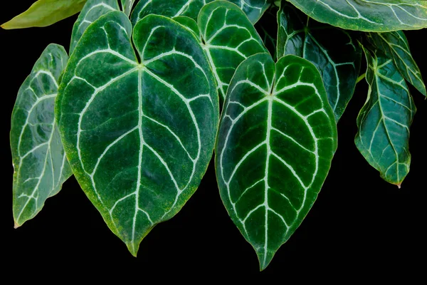 Närbild Hjärtformade Tropiska Anthurium Clarinervium Växtblad Med Vackra Spets Mönster — Stockfoto