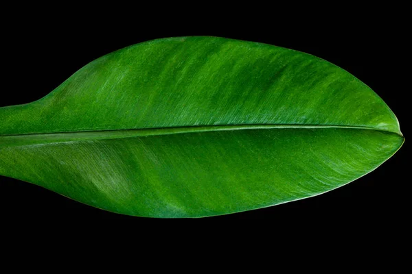 Philodendron Crassinervium Зелене Листя Ізольоване Чорному Тлі Відсічний Контур Включено — стокове фото