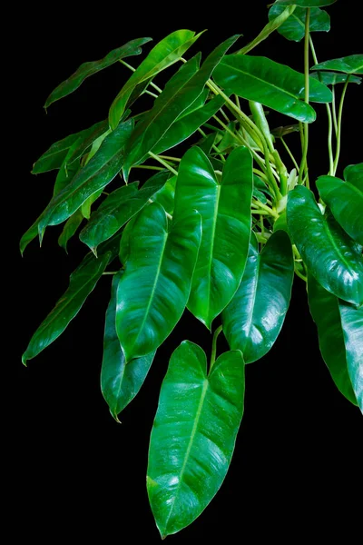 Tekstur Hijau Berbentuk Hati Dari Philodendron Burle Marx Imbe Philodendron — Stok Foto