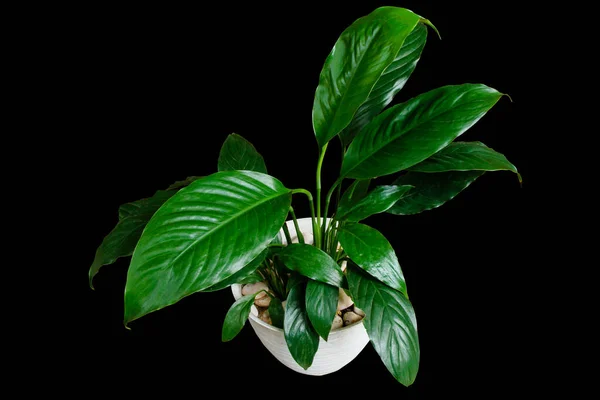 Rauha Lilja Tai Spathiphyllum Wallisei Vihreä Lehti Trooppinen Lehtien Huonekasvi — kuvapankkivalokuva