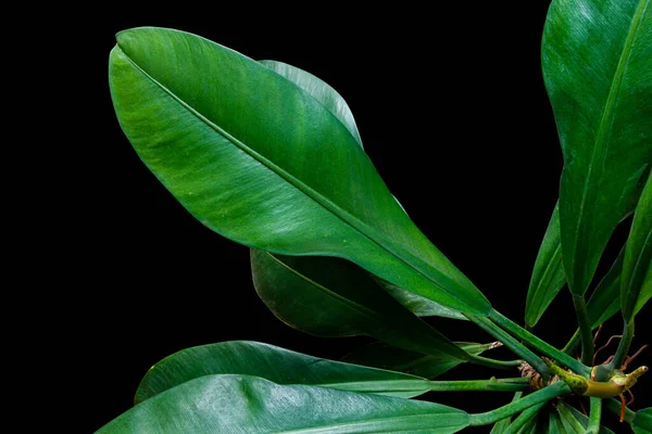 Folhas Verdes Escuras Philodendron Crassinervium Planta Sala Folhagem Tropical Isolada — Fotografia de Stock