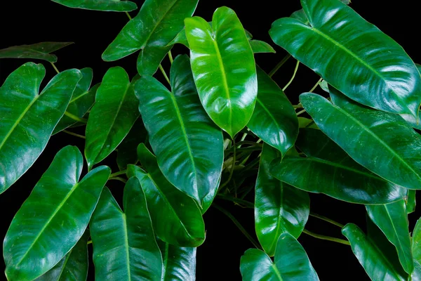 Daun Hijau Berkilau Berbentuk Hati Dari Philodendron Burle Marx Tanaman — Stok Foto