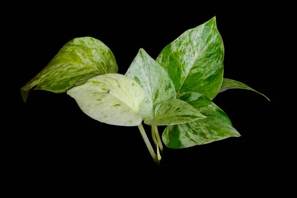 Yaprakları yakın plan Epipremnum aureum çeşitlendirilmiş yapraklar kırpma yolu ile siyah arkaplan izole