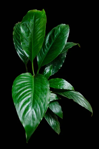 Mörkgröna Blad Peace Lilja Spathiphyllum Wallisei Tropiska Bladverk Krukväxt Isolerad — Stockfoto