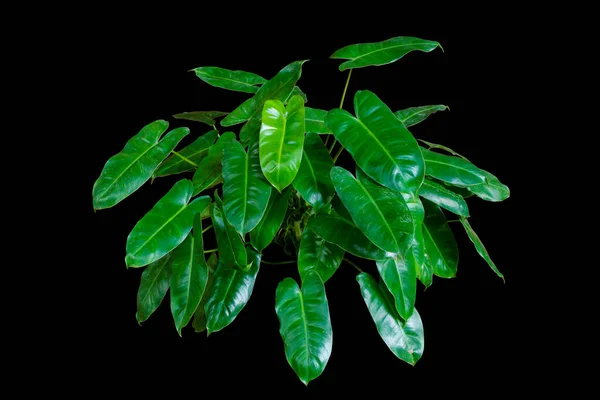 Philodendron Burle Marx Gröna Blad Tropiska Bladverk Krukväxt Isolerad Svart — Stockfoto