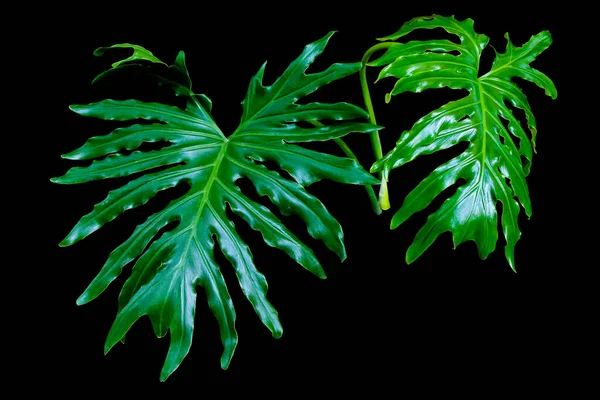 Segar Split Leaf Philodendron Selloum Atau Monstera Hutan Hujan Dedaunan — Stok Foto