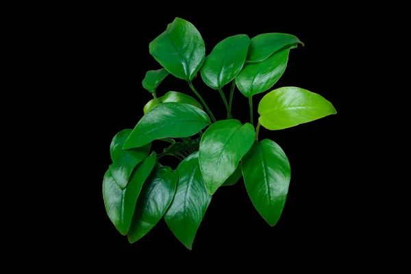 Exotic Green Leaves Anubias Nana Golden Aquarium Plant Isolated Black — Stok Foto
