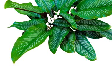 Beyaz arka planda izole edilmiş Calathea ornata bitkisinin egzotik yaprakları, kırpma yolu dahil