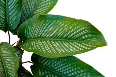 Beyaz arka planda kırpma yolu ile izole tropikal yeşil şerit calathea (Calathea ornata) yaprakları