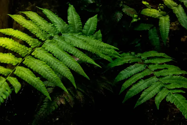 Közeli Lombozat Zöld Páfránylevél Trópusi Erdőben — Stock Fotó