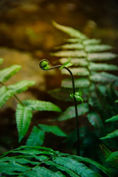 Ormanda kıvrılmış koyu yeşil eğrelti otu yaprağı sabah güneş ışığına maruz kalır.