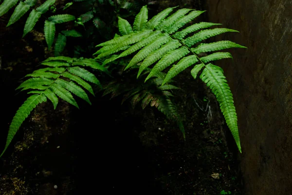 Dark Green Fern Leaf Texture Tropical Foliage — Stock Photo, Image