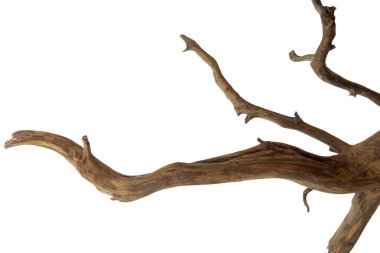 Eğri ve bükülmüş dalların beyaz arkaplanda kırpma yolu ile izole edilmiş bir parçası