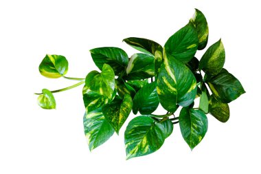 Top View Şeytanın sarmaşığı ya da kapalı alandaki altın pothos otları beyaz arka planda izole edilmiş kırpma yolu ile izole edilmiş