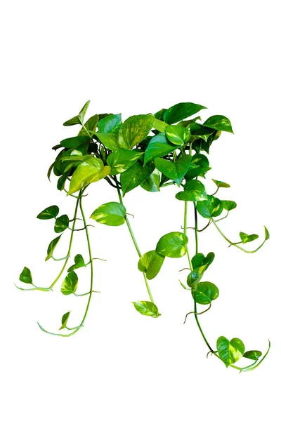 Foliage hanging vines plants of Epipremnum aureum or golden pothos isolated on white background, clipping path included