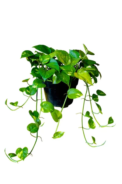 Hanging golden pothos creeper plant with black pot isolated on white background with clipping path