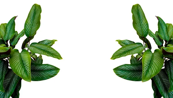 装飾的なフレーム 白い背景で隔離されるカラテアの植物の熱帯の脂肪質の葉 含まれているクリッピング — ストック写真