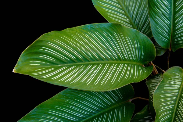 Daun Hijau Tropis Dari Pin Stripe Calathea Calathea Ornata Tanaman — Stok Foto