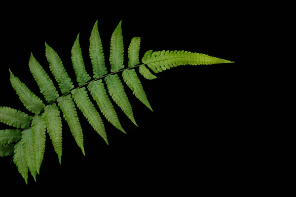 Natural green fern leaf isolated on a black background, clipping path included